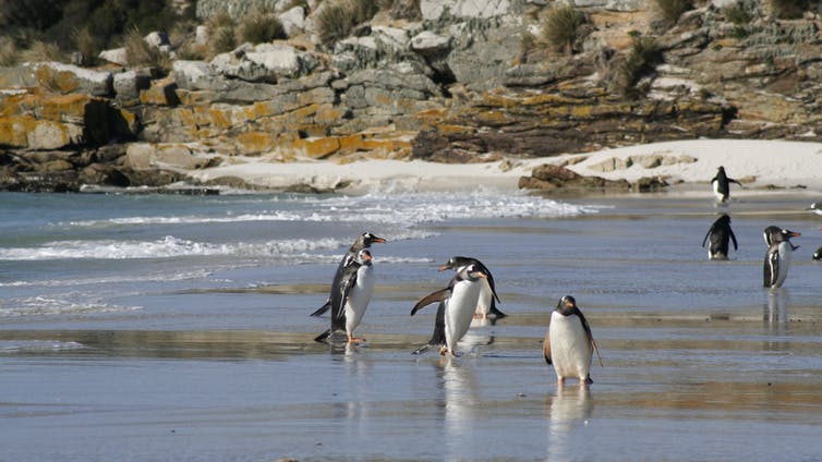 Group of penguins on a beach.