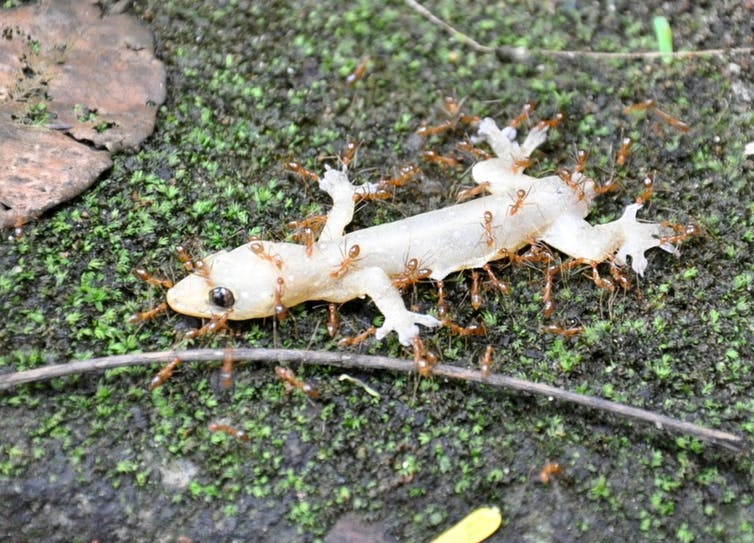 Fourmis rampant sur un gecko pâle