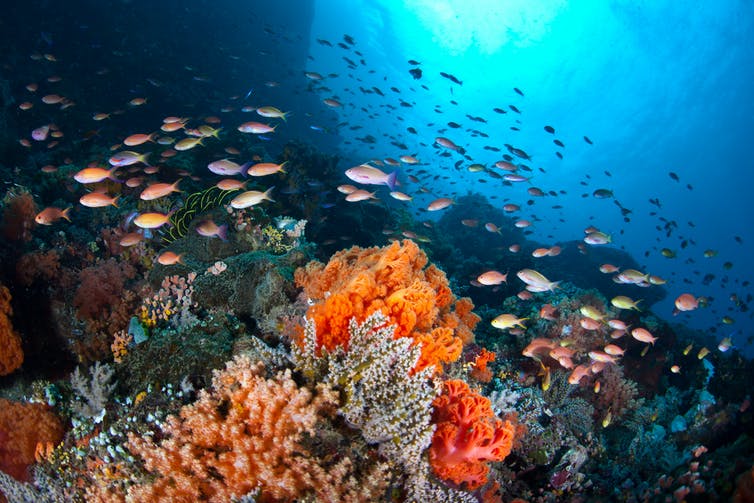 Un banc de poissons entoure un récif corallien tropical