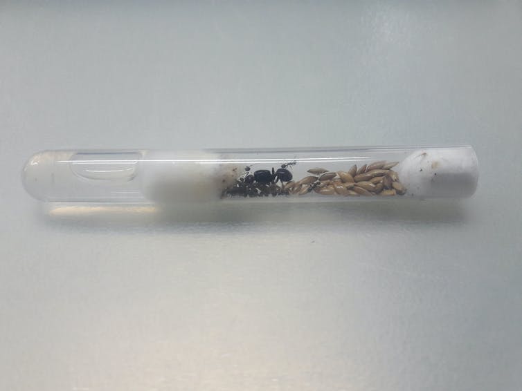 Un tube à essai contenant des fourmis et fermé par des boules de coton