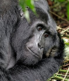 Photo en gros plan d’un gorille des montagnes (photo prise au Rwanda).